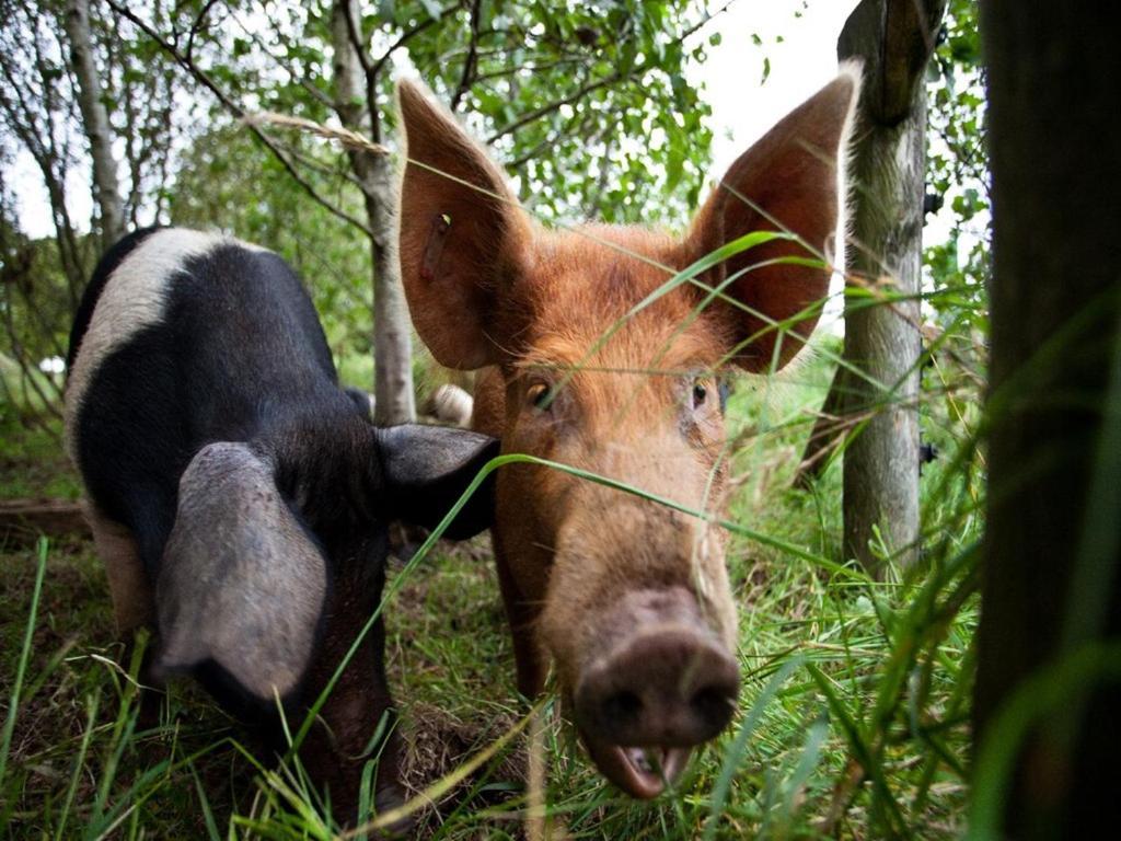 Ballylagan Organic Farm Straid  Luaran gambar